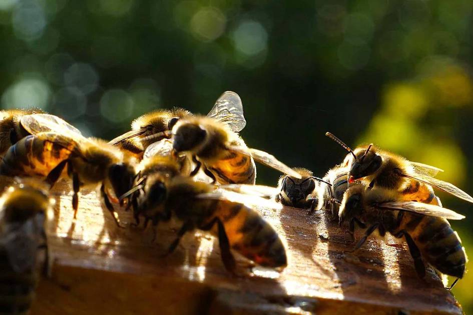 Бразилияда ота ва қиз арилар ҳужуми оқибатида вафот этди